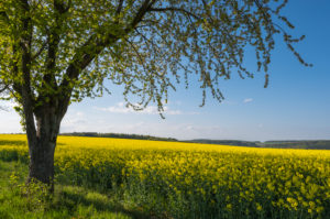 Rape field, cherry tree, blossom, spring, Neudorf, Amorbach, Odenwald, Bavaria, Germany Rape field, cherry tree, blossom, spring, Neudorf, Amorbach, Odenwald, Bavaria, Germany
