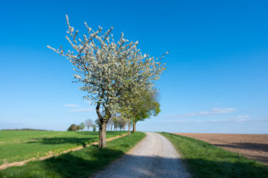 Dirt road, cherry tree, blossom, spring, Neudorf, Amorbach, Odenwald, Bavaria, Germany Dirt road, cherry tree, blossom, spring, Neudorf, Amorbach, Odenwald, Bavaria, Germany