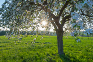 Cherry tree, blossom, meadow, evening, sun, spring, Wenschdorf, Miltenberg, Odenwald, Bavaria, Germany Cherry tree, blossom, meadow, evening, sun, spring, Wenschdorf, Miltenberg, Odenwald, Bavaria, Germany
