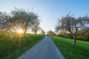 Country road, apple tree, blossom, sunset, spring, Odenwald, Baden-Württemberg, Germany Country road, apple tree, blossom, sunset, spring, Odenwald, Baden-Württemberg, Germany