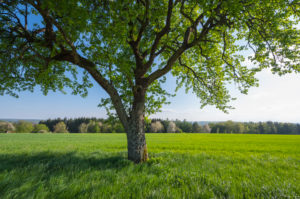 Grain field, pear tree, spring, Neudorf, Amorbach, Odenwald, Bavaria, Germany Grain field, pear tree, spring, Neudorf, Amorbach, Odenwald, Bavaria, Germany