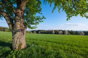 Grain field, pear tree, spring, Neudorf, Amorbach, Odenwald, Bavaria, Germany Grain field, pear tree, spring, Neudorf, Amorbach, Odenwald, Bavaria, Germany