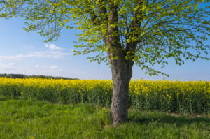 Rape field, linden tree, spring, Neudorf, Amorbach, Odenwald, Bavaria, Germany Rape field, linden tree, spring, Neudorf, Amorbach, Odenwald, Bavaria, Germany