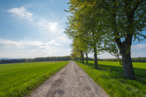 Dirt road, row of trees, sunshine, spring, Neudorf, Amorbach, Odenwald, Bavaria, Germany Dirt road, row of trees, sunshine, spring, Neudorf, Amorbach, Odenwald, Bavaria, Germany