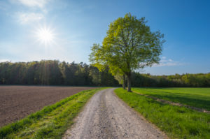Dirt road, linden tree, field, sunshine, spring, Neudorf, Amorbach, Odenwald, Bavaria, Germany Dirt road, linden tree, field, sunshine, spring, Neudorf, Amorbach, Odenwald, Bavaria, Germany