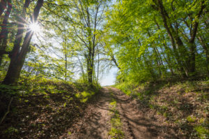Forest path, sun, spring, Vogelsberg, Hesse, Germany Forest path, sun, spring, Vogelsberg, Hesse, Germany