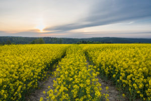 Rape field, track, sunrise, spring, Vielbrunn, Michelstadt, Odenwald, Hesse, Germany Rape field, track, sunrise, spring, Vielbrunn, Michelstadt, Odenwald, Hesse, Germany