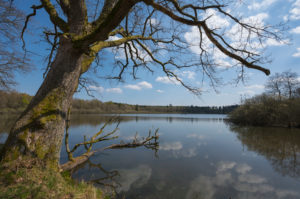 Lake, spring, Rohtenbachteich, Grebenhain, Vogelsberg, Hesse, Germany Lake, spring, Rohtenbachteich, Grebenhain, Vogelsberg, Hesse, Germany