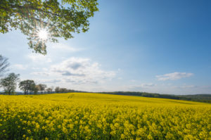 Rape field, maple tree, sunshine, spring, Neudorf, Amorbach, Odenwald, Bavaria, Germany Rape field, maple tree, sunshine, spring, Neudorf, Amorbach, Odenwald, Bavaria, Germany