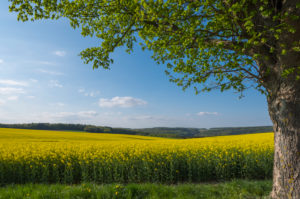 Canola field, maple tree, spring, Neudorf, Amorbach, Odenwald, Bavaria, Germany Canola field, maple tree, spring, Neudorf, Amorbach, Odenwald, Bavaria, Germany