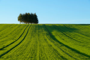 Landschaft, Feld, Getreidefeld, Hügel, Frühling, Triefenstein, Landkreis Main-Spessart, Bayern, Deutschland Landschaft, Feld, Getreidefeld, Hügel, Frühling, Triefenstein, Landkreis Main-Spessart, Bayern, Deutschland
