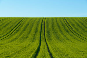 Landscape, field, grain field, hill, spring, Triefenstein, Main-Spessart district, Bavaria, Germany Landscape, field, grain field, hill, spring, Triefenstein, Main-Spessart district, Bavaria, Germany