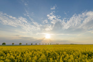 Rape field, row of trees, clouds, sunset, spring, Echzell, Wetterau, Hesse, Germany Rape field, row of trees, clouds, sunset, spring, Echzell, Wetterau, Hesse, Germany
