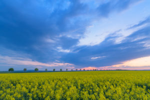 Rapsfeld, Baumreihe, Wolken, Sonnenuntergang, Frühling, Echzell, Wetterau, Hessen, Deutschland Rapsfeld, Baumreihe, Wolken, Sonnenuntergang, Frühling, Echzell, Wetterau, Hessen, Deutschland
