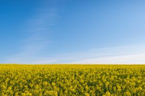 Rapeseed field, sky, spring, Großheubach, Spessart, Bavaria, Germany Rapeseed field, sky, spring, Großheubach, Spessart, Bavaria, Germany