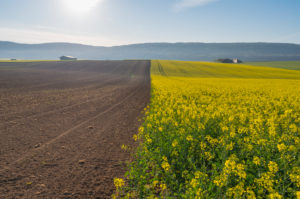 Landscape, rapeseed field, sunrise, spring, Großheubach, Spessart, Bavaria, Germany Landscape, rapeseed field, sunrise, spring, Großheubach, Spessart, Bavaria, Germany