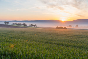 Landscape, grain field, fog, sunrise, spring, Mönchberg, Miltenberg, Spessart, Bavaria, Germany Landscape, grain field, fog, sunrise, spring, Mönchberg, Miltenberg, Spessart, Bavaria, Germany