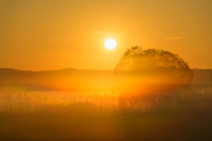 Landscape, meadow, tree, fog, sunrise, spring, landscape protection area, In Russia and in the cow pasture, Limeshain, Wetterau, Hesse, Germany Landscape, meadow, tree, fog, sunrise, spring, landscape protection area, In Russia and in the cow pasture, Limeshain, Wetterau, Hesse, Germany