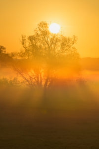 Landscape, meadow, tree, fog, sunrise, spring, landscape protection area, In Russia and in the cow pasture, Limeshain, Wetterau, Hesse, Germany Landscape, meadow, tree, fog, sunrise, spring, landscape protection area, In Russia and in the cow pasture, Limeshain, Wetterau, Hesse, Germany