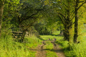 Dirt road, spring, landscape protection area, In Russia and in the cow pasture, Limeshain, Wetterau, Hesse, Germany Dirt road, spring, landscape protection area, In Russia and in the cow pasture, Limeshain, Wetterau, Hesse, Germany
