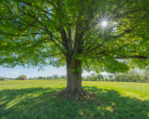 Maple tree, meadow, sunshine, spring, Vogelsberg, Hesse, Germany Maple tree, meadow, sunshine, spring, Vogelsberg, Hesse, Germany