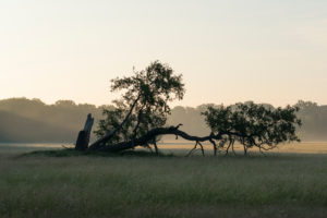 Eiche, Wiese, Dunst, Morgen, Sommer, Landschaftsschutzgebiet, Mönchbruch, Mörfelden-Walldorf, Hessen, Deutschland Eiche, Wiese, Dunst, Morgen, Sommer, Landschaftsschutzgebiet, Mönchbruch, Mörfelden-Walldorf, Hessen, Deutschland