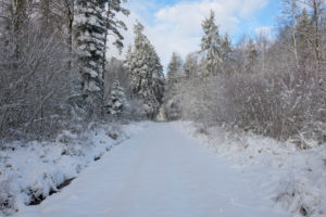 Path, forest, winter, Odenwald, Baden-Württemberg, Germany Path, forest, winter, Odenwald, Baden-Württemberg, Germany