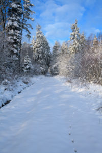 Path, forest, winter, Odenwald, Baden-Württemberg, Germany Path, forest, winter, Odenwald, Baden-Württemberg, Germany