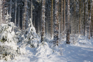 Forest, conifers, winter, Odenwald, Baden-Württemberg, Germany Forest, conifers, winter, Odenwald, Baden-Württemberg, Germany