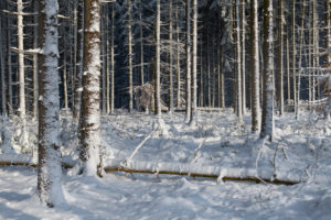 Forest, conifers, winter, Odenwald, Baden-Württemberg, Germany Forest, conifers, winter, Odenwald, Baden-Württemberg, Germany