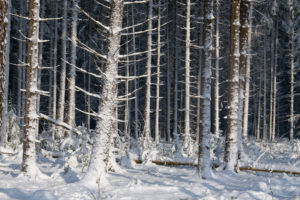 Forest, conifers, winter, Odenwald, Baden-Württemberg, Germany Forest, conifers, winter, Odenwald, Baden-Württemberg, Germany