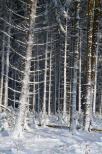 Forest, conifers, winter, Odenwald, Baden-Württemberg, Germany Forest, conifers, winter, Odenwald, Baden-Württemberg, Germany