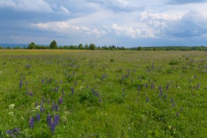 Meadow, many-leaved lupine, Lupinus polyphyllus, spring, Hausen, Lange Rhön, Rhön, Bavaria, Germany Meadow, many-leaved lupine, Lupinus polyphyllus, spring, Hausen, Lange Rhön, Rhön, Bavaria, Germany