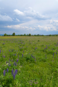 Meadow, many-leaved lupine, Lupinus polyphyllus, spring, Hausen, Lange Rhön, Rhön, Bavaria, Germany Meadow, many-leaved lupine, Lupinus polyphyllus, spring, Hausen, Lange Rhön, Rhön, Bavaria, Germany