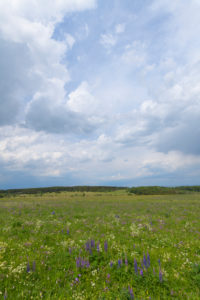 Meadow, many-leaved lupine, Lupinus polyphyllus, spring, Hausen, Lange Rhön, Rhön, Bavaria, Germany Meadow, many-leaved lupine, Lupinus polyphyllus, spring, Hausen, Lange Rhön, Rhön, Bavaria, Germany