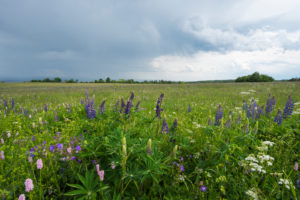 Meadow, many-leaved lupine, Lupinus polyphyllus, spring, Hausen, Lange Rhön, Rhön, Bavaria, Germany Meadow, many-leaved lupine, Lupinus polyphyllus, spring, Hausen, Lange Rhön, Rhön, Bavaria, Germany