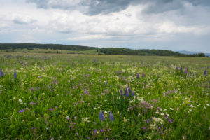 Meadow, many-leaved lupine, Lupinus polyphyllus, spring, Hausen, Lange Rhön, Rhön, Bavaria, Germany Meadow, many-leaved lupine, Lupinus polyphyllus, spring, Hausen, Lange Rhön, Rhön, Bavaria, Germany