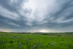 Meadow, many-leaved lupine, Lupinus polyphyllus, spring, Oberelsbach, Lange Rhön, Rhön, Bavaria, Germany Meadow, many-leaved lupine, Lupinus polyphyllus, spring, Oberelsbach, Lange Rhön, Rhön, Bavaria, Germany