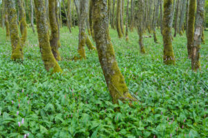 Alder trees, forest, meadow knotweed, spring, Lange Rhön, Rhön, Bavaria, Germany Alder trees, forest, meadow knotweed, spring, Lange Rhön, Rhön, Bavaria, Germany