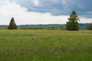 Landscape, meadow, spring, Oberelsbach, Lange Rhön, Rhön, Bavaria, Germany Landscape, meadow, spring, Oberelsbach, Lange Rhön, Rhön, Bavaria, Germany