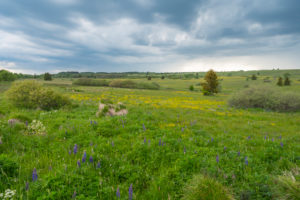 Landscape, meadow, spring, Oberelsbach, Lange Rhön, Rhön, Bavaria, Germany Landscape, meadow, spring, Oberelsbach, Lange Rhön, Rhön, Bavaria, Germany
