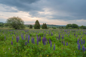 Landscape, meadow, sunrise, spring, Oberelsbach, Lange Rhön, Rhön, Bavaria, Germany Landscape, meadow, sunrise, spring, Oberelsbach, Lange Rhön, Rhön, Bavaria, Germany