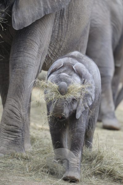 Afrikanische Elefantenbabys spielen