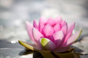 water lily water lily
