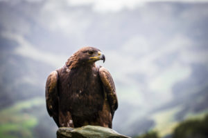 Golden Eagle in the Hohe Tauern Golden Eagle in the Hohe Tauern