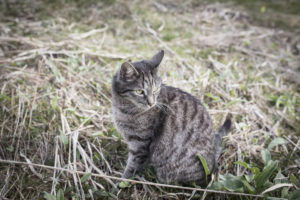 Tomcat chasing mice Tomcat chasing mice