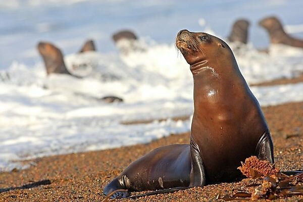 Bildagentur Mauritius Images Otarie A Criniere Ou Lion Marin Lion De Mer Sud Americain Lion De Mer Du Sud Et Lion De Mer De Patagonie South American Sea Lion Order Carnivorafamily
