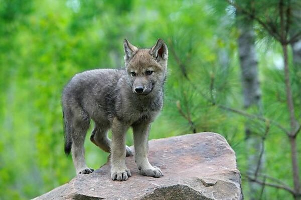 Bildagentur Mauritius Images Loup Commun Ou Loup Des Bois Ou Loup Gris Bebe 3 Mois Wolf Gray Wolf Timber Wolf Baby 3 Month Old Canis Lupus Ordre Carnivores Famille Canides