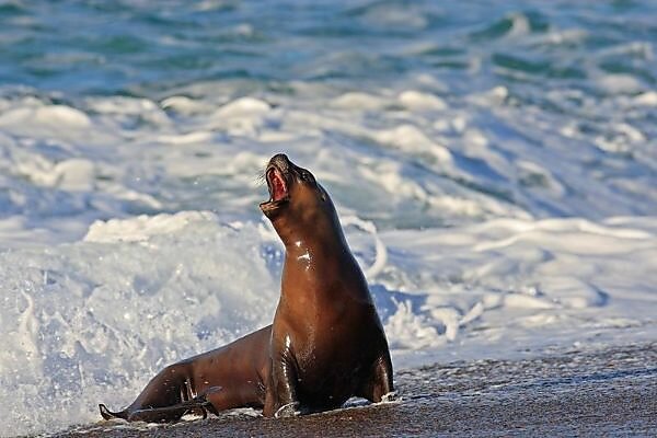 Bildagentur Mauritius Images Otarie A Criniere Ou Lion Marin Lion De Mer Sud Americain Lion De Mer Du Sud Et Lion De Mer De Patagonie South American Sea Lion Order Carnivorafamily