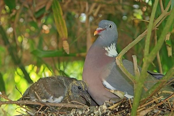 Bildagentur Mauritius Images Palombe Ou Pigeon Ramier Adulte Au Nid Avec Deux Jeunes Wood Pigeon Columba Palumbus A Ordre Columbiformes Famille Columbides
